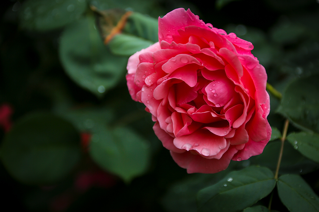 BQ5A2421副本-1.jpg