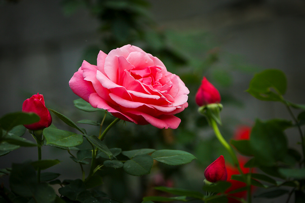 BQ5A2471副本-1.jpg
