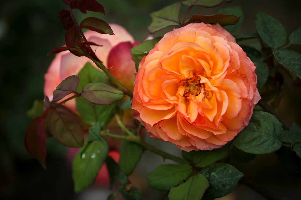 BQ5A2604副本-1.jpg