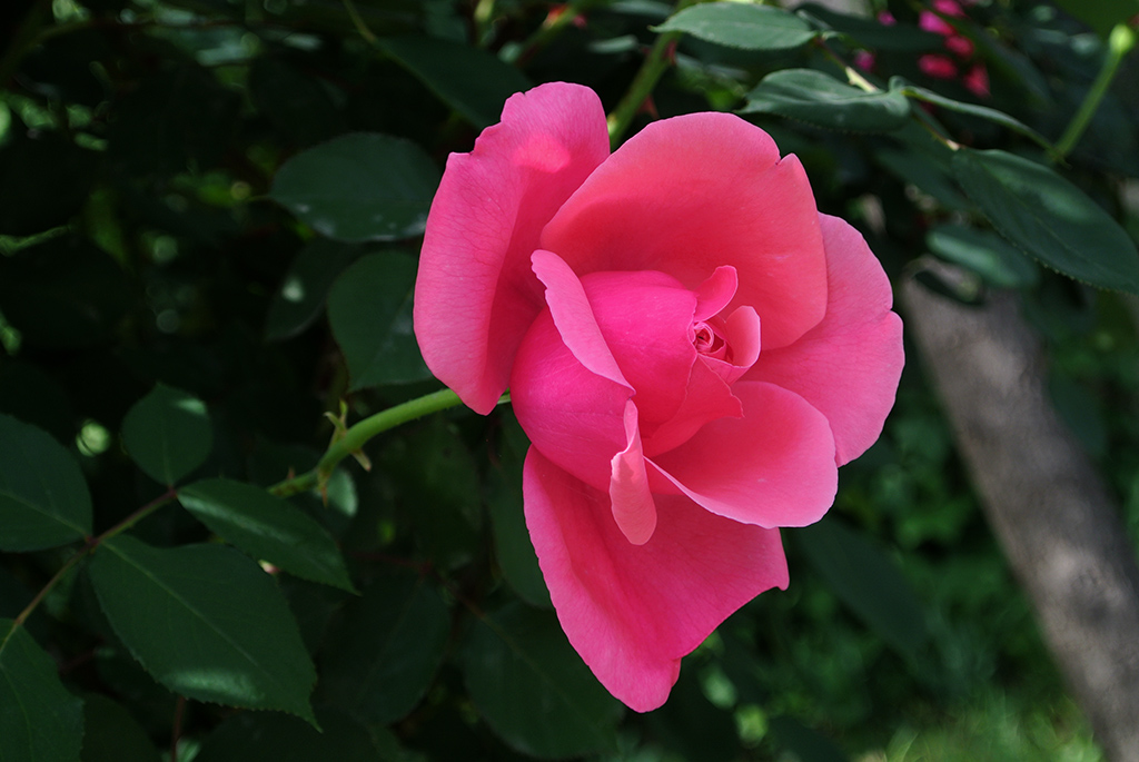 DSC_0699副本.jpg