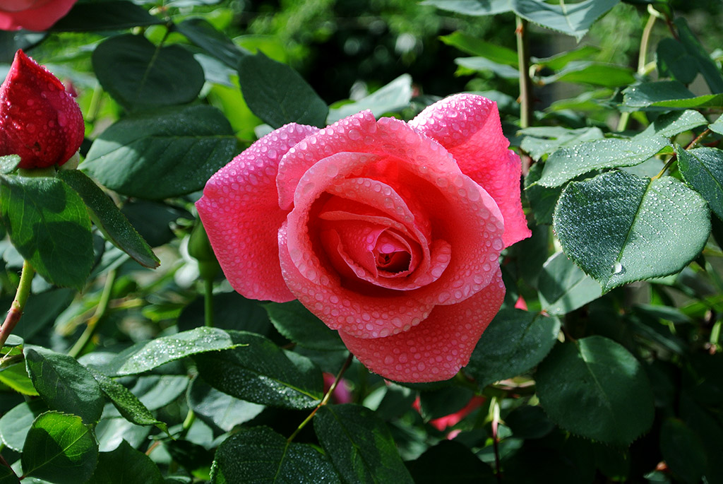 DSC_0710副本.jpg