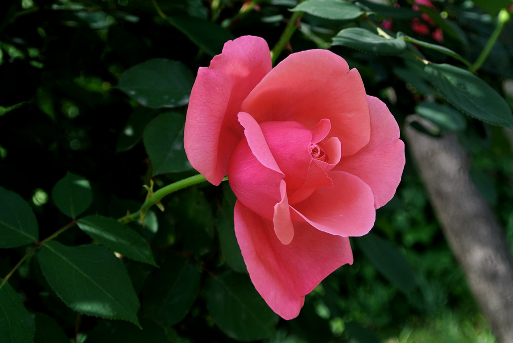 DSC_0702副本.jpg