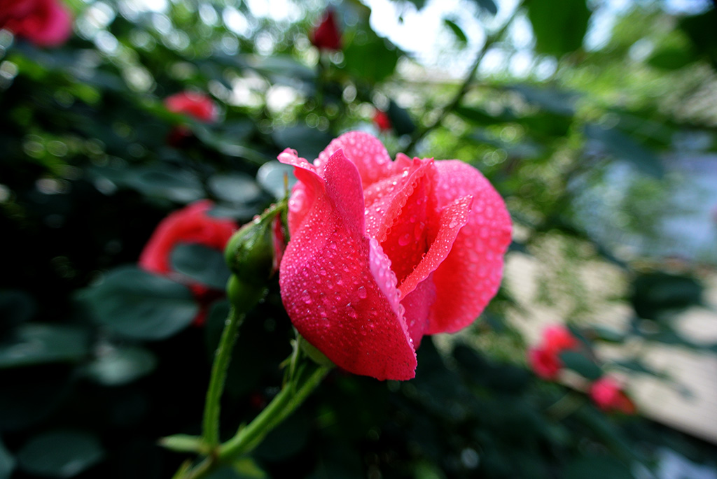 DSC_0718副本.jpg