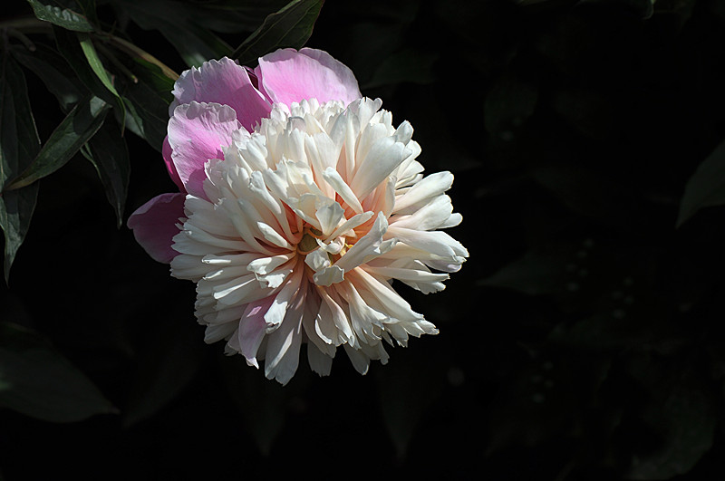 DSC_0536_副本.jpg