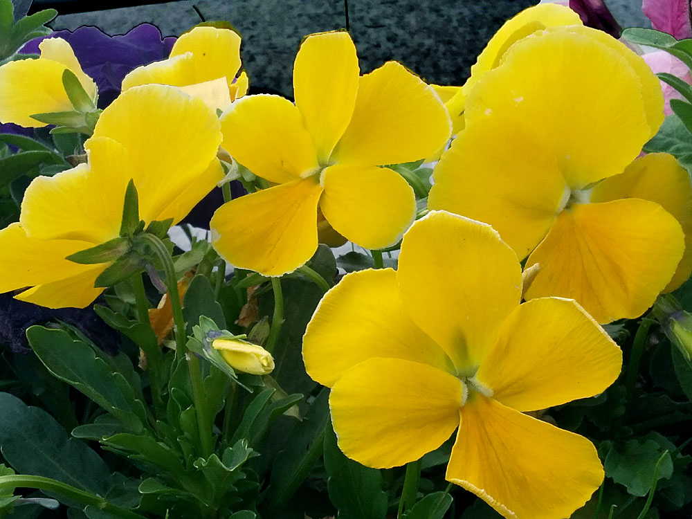 花卉 (5).jpg