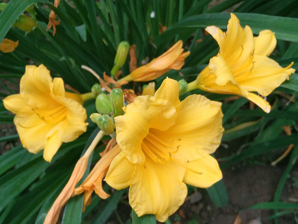花卉 (13).jpg