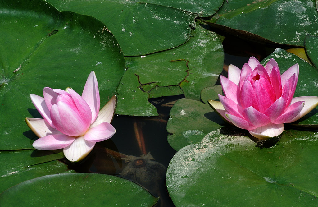 DSC_0806副本.jpg