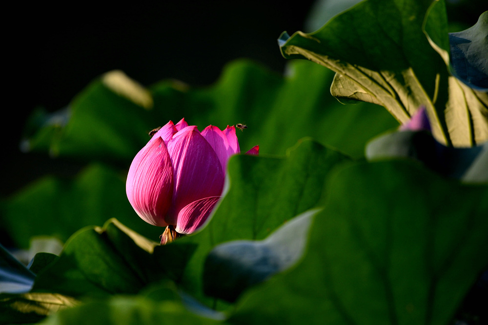 D4A_5350.jpg