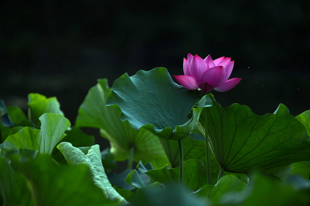 D4A_5351.jpg