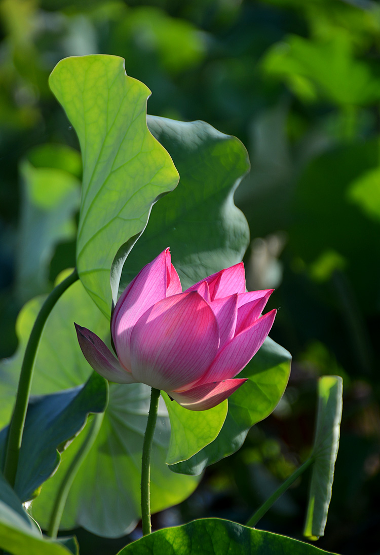 荷 花 (3).jpg
