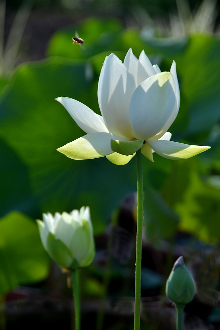 荷 花 (6).jpg