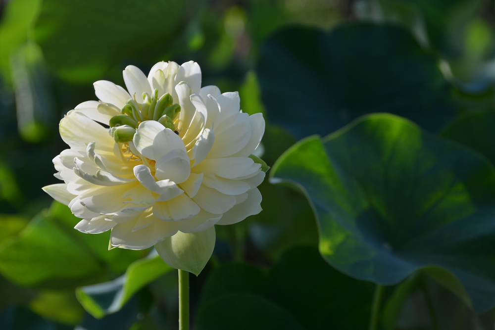 荷 花 (8).jpg
