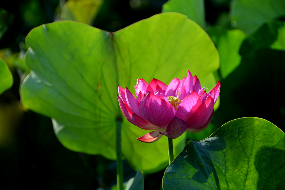 荷 花 (11).jpg