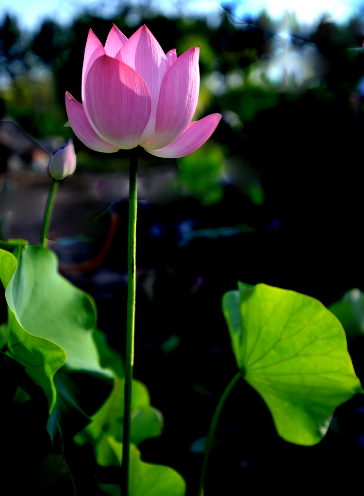 荷 花 (13).jpg