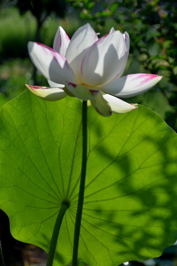 荷 花 (18).jpg