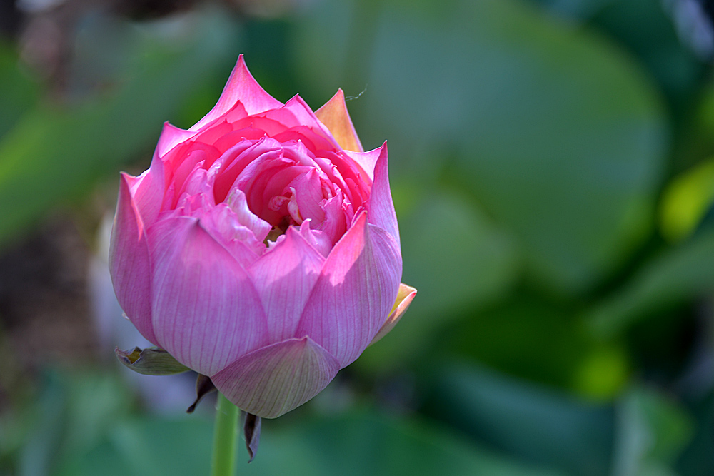 荷 花 (23).jpg