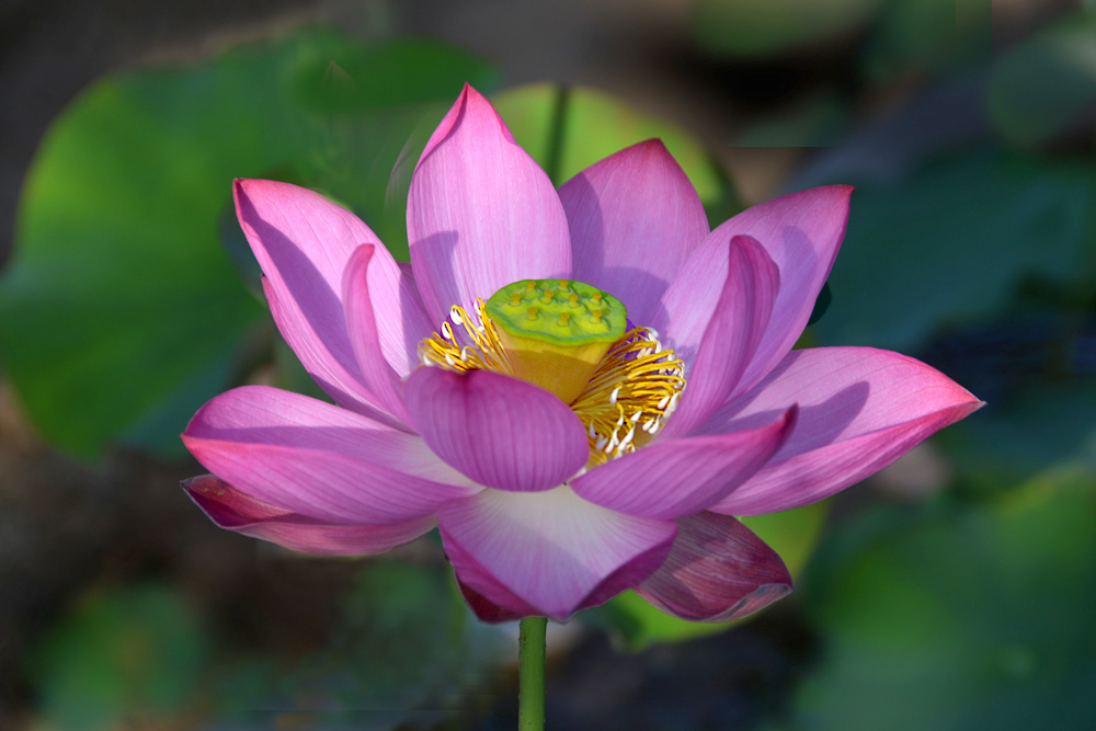 荷花 (6).jpg
