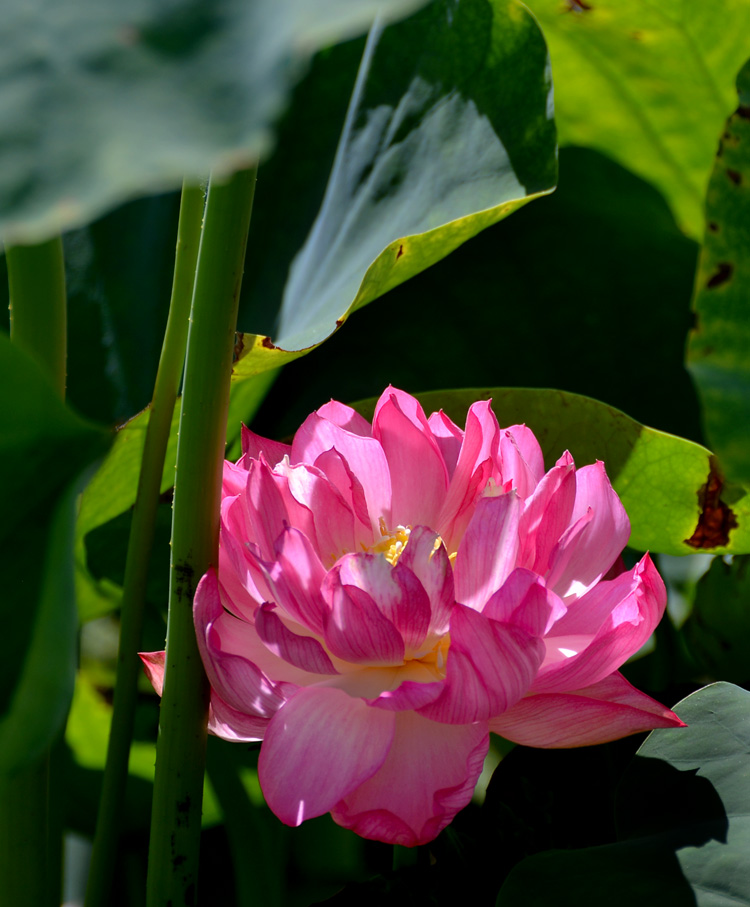 荷花 (13).jpg