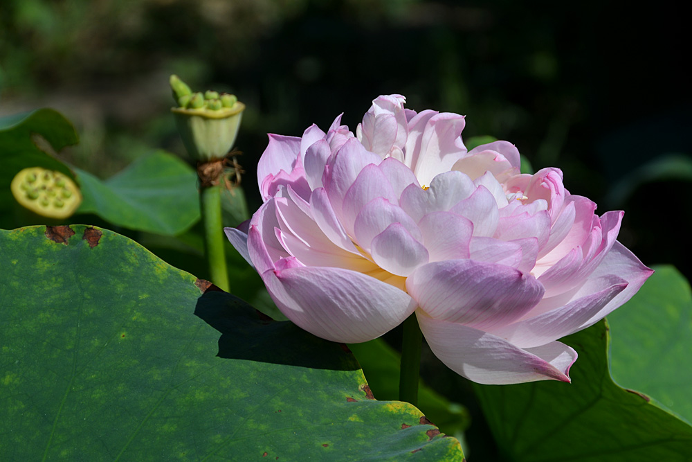 荷花 (14).jpg