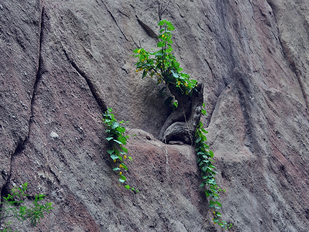 DSC_0058_conew1.jpg