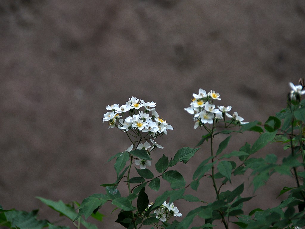 DSC_0056_conew1.jpg
