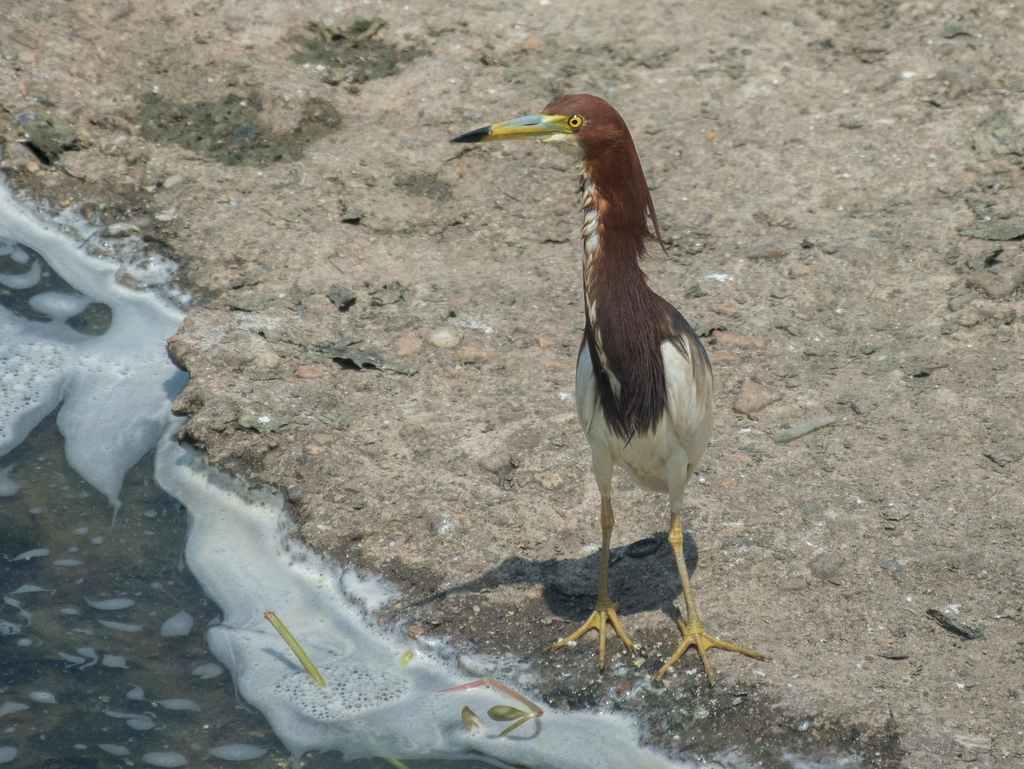 DSC_9637.jpg