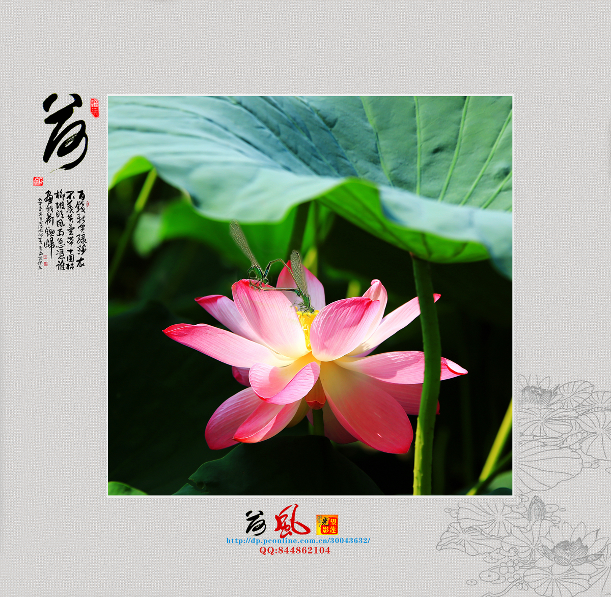荷10.jpg