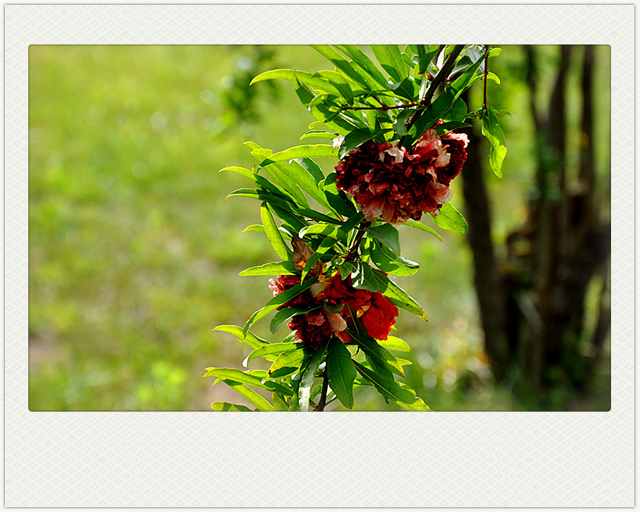 dsc_0260_副本.jpg