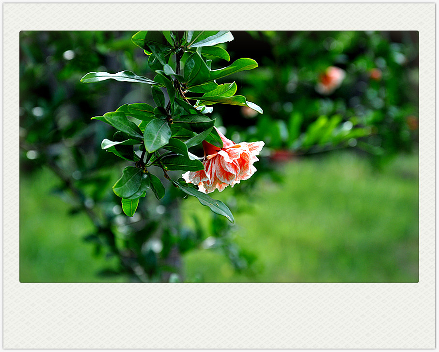 dsc_0267_副本.jpg