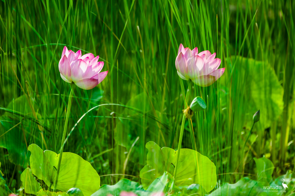 A91I0920 - 副本.JPG