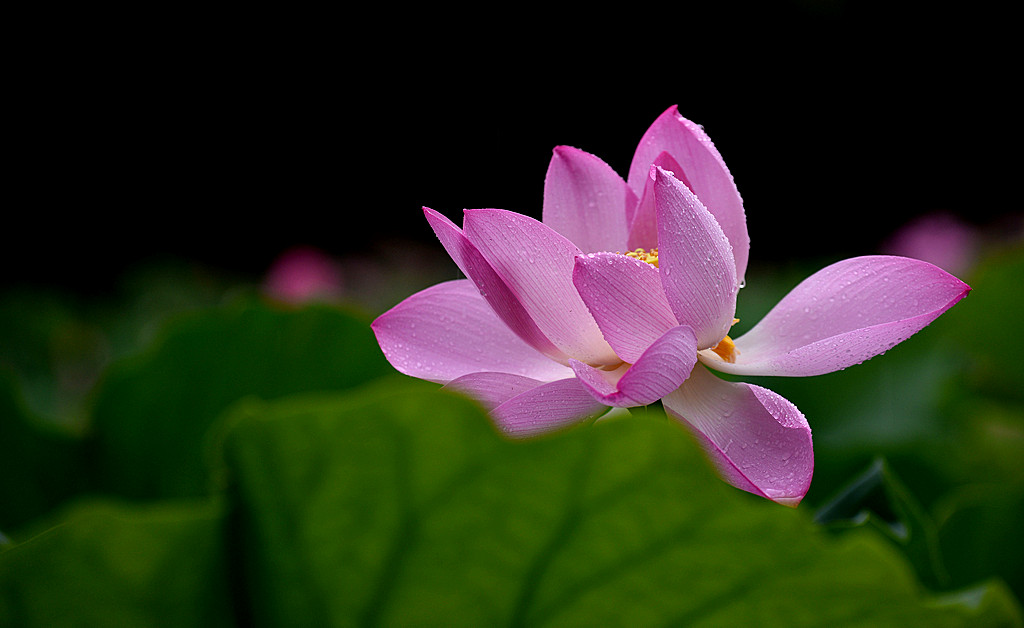 DSC_9664.JPG