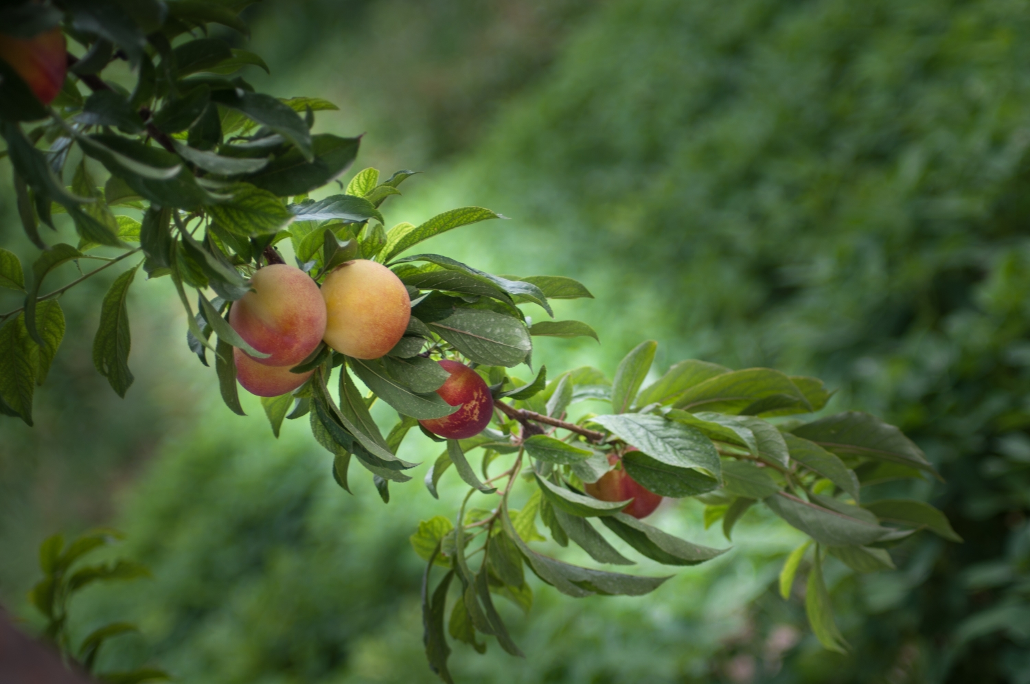 DSC_0827_副本.jpg