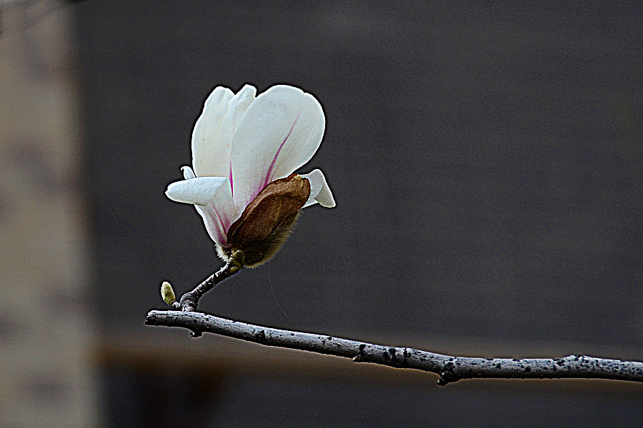 nEO_IMG_DSC_7940.jpg