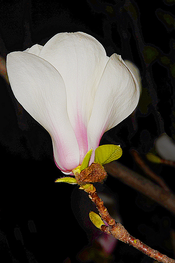 nEO_IMG_DSC_7984.jpg