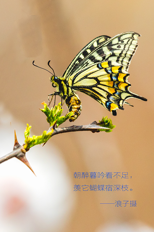 ALY63886副本2.jpg