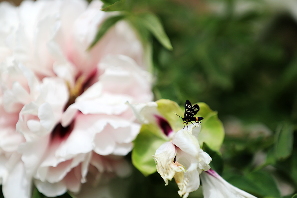 IMG_4062副本.jpg