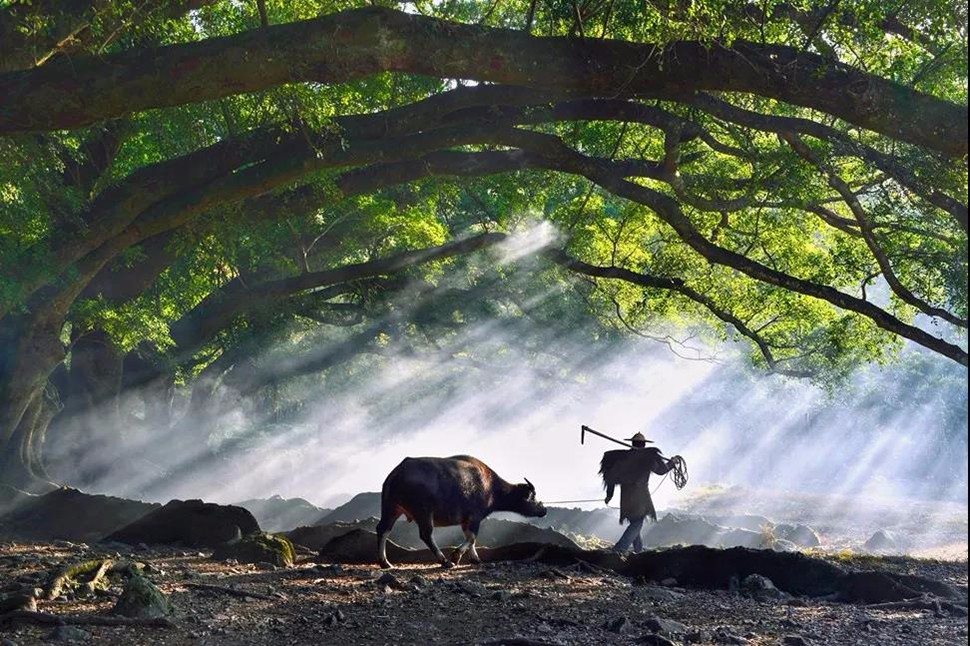 《榕树下》 马丕秀 摄 第17届平遥国际摄影展参展图片.jpg