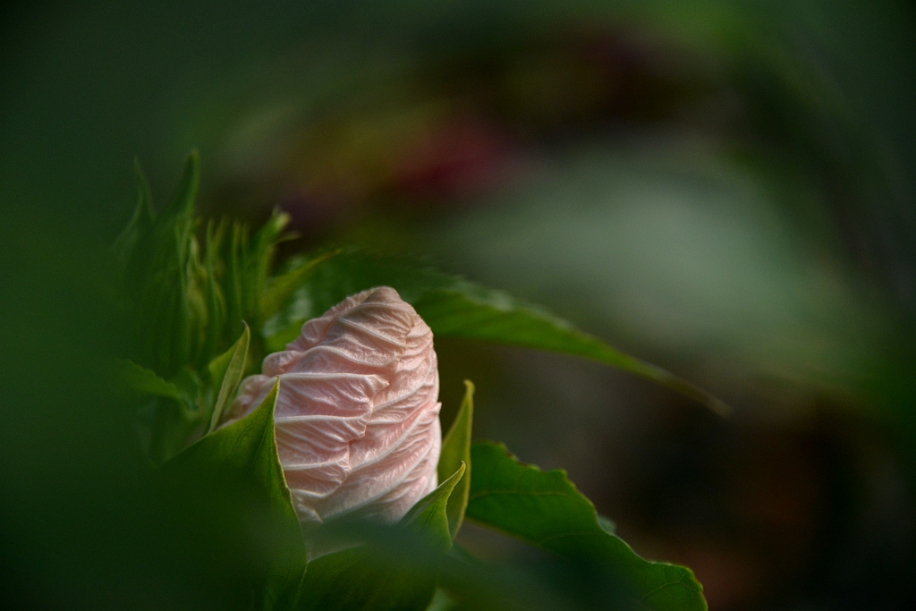 DSC_0800.JPG