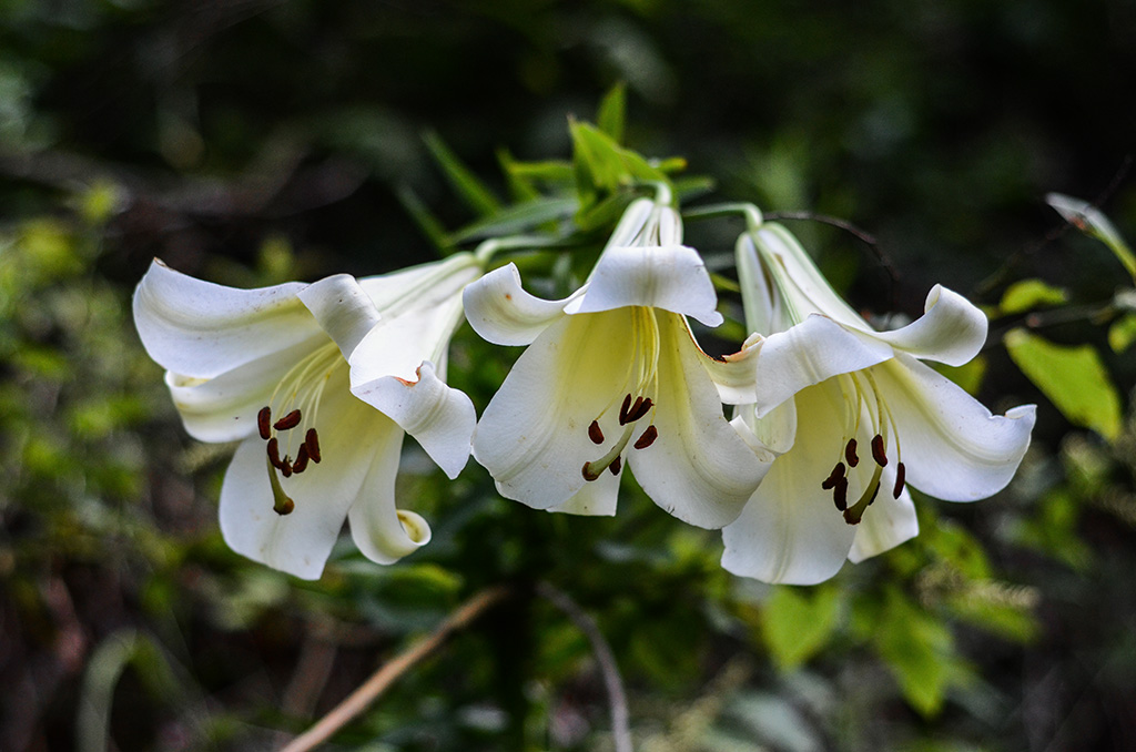 DSC_2309.jpg