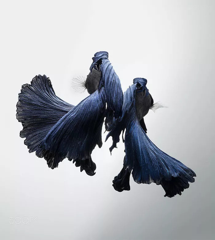 ba947dea1f27f57302e00104e8f532e4.jpg