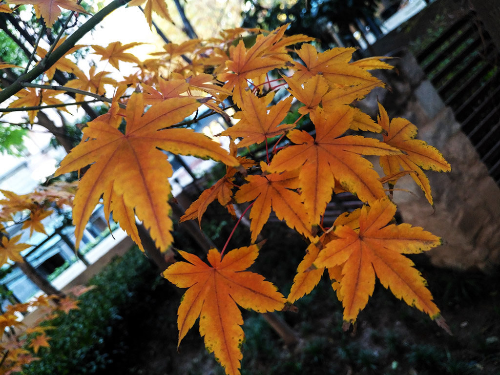 IMG_20181118_161320副本.jpg
