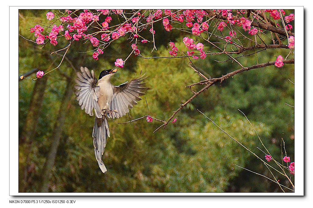 nEO_IMG_DSC_6003.jpg