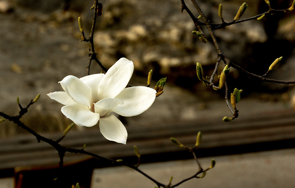 DSC_0906副本.jpg