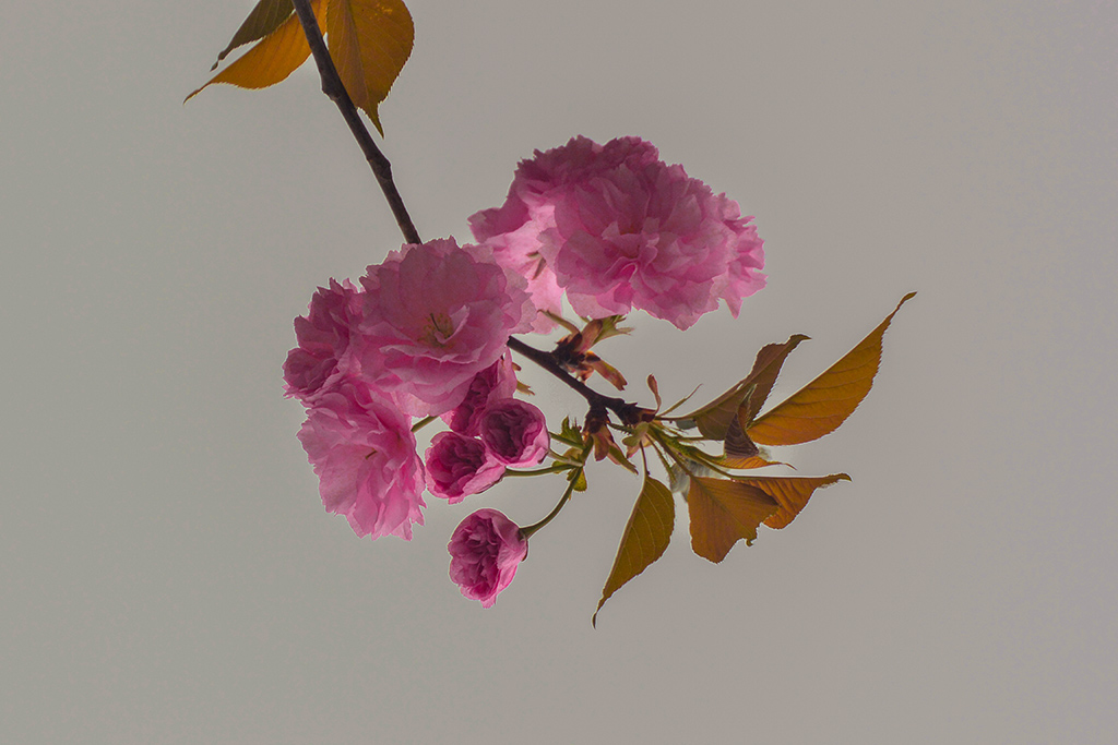 DSC_0949副本.jpg