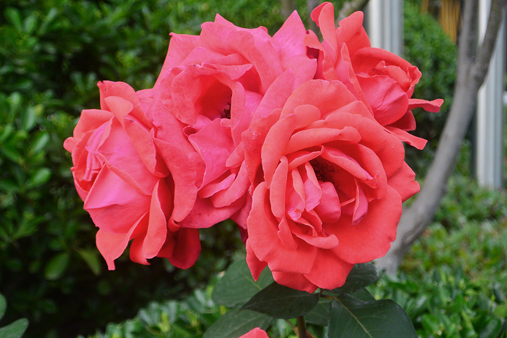 DSC_1189副本.jpg