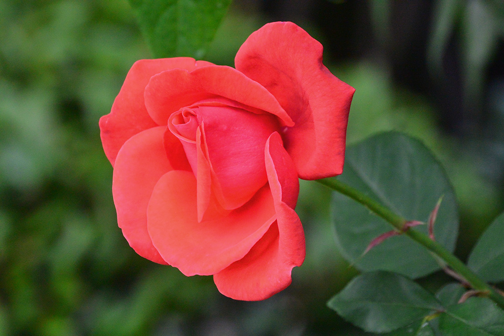 DSC_1197副本.jpg