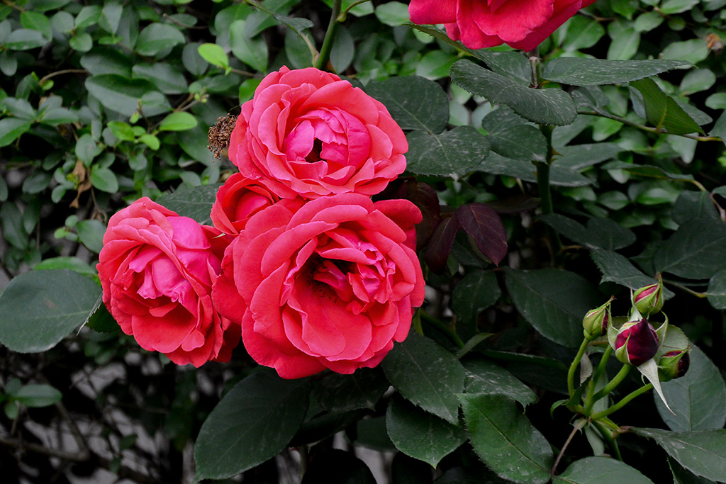DSC_1195副本.jpg