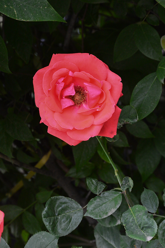 DSC_1199副本.jpg