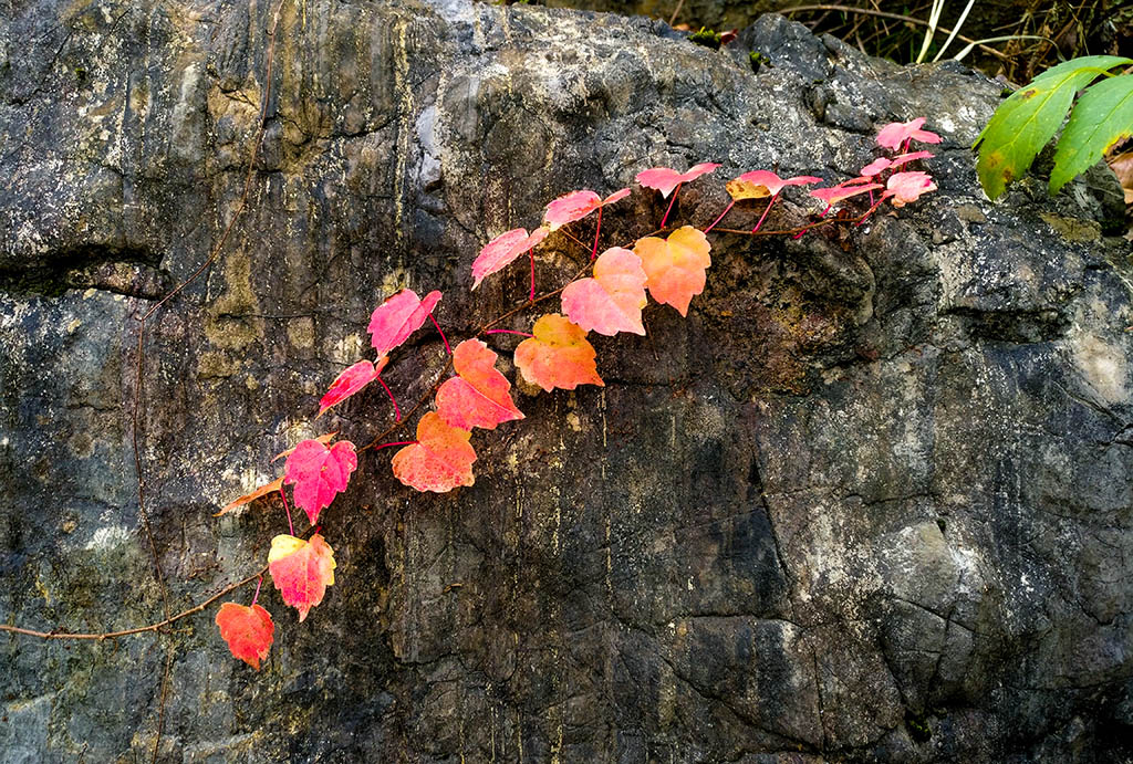 IMG_20181029_094038副本.jpg