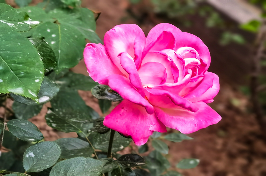 IMG_20220419_191256副本.jpg